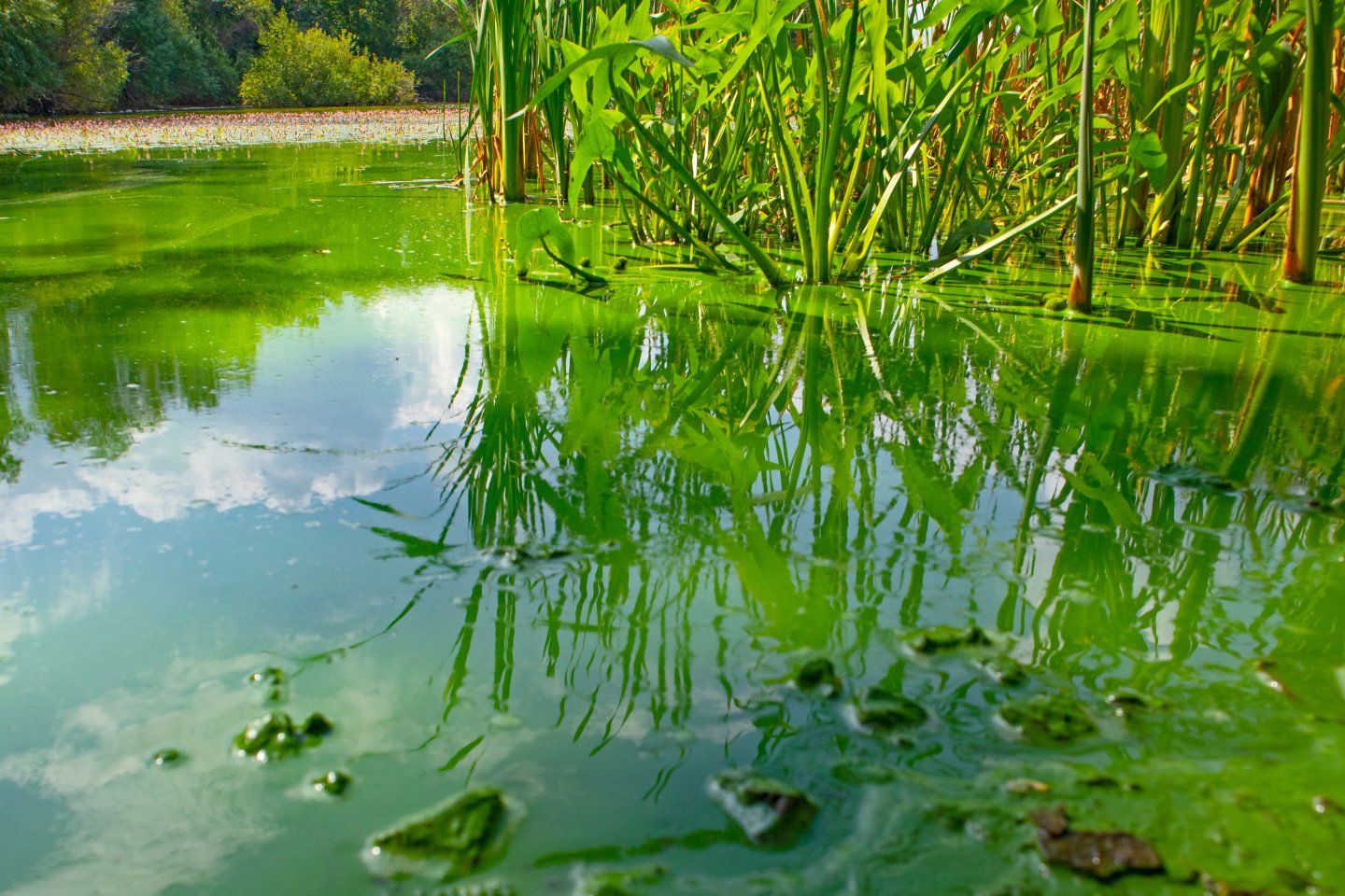 Aquatic Weed and Pond Algae Control | Jones Lake Management
